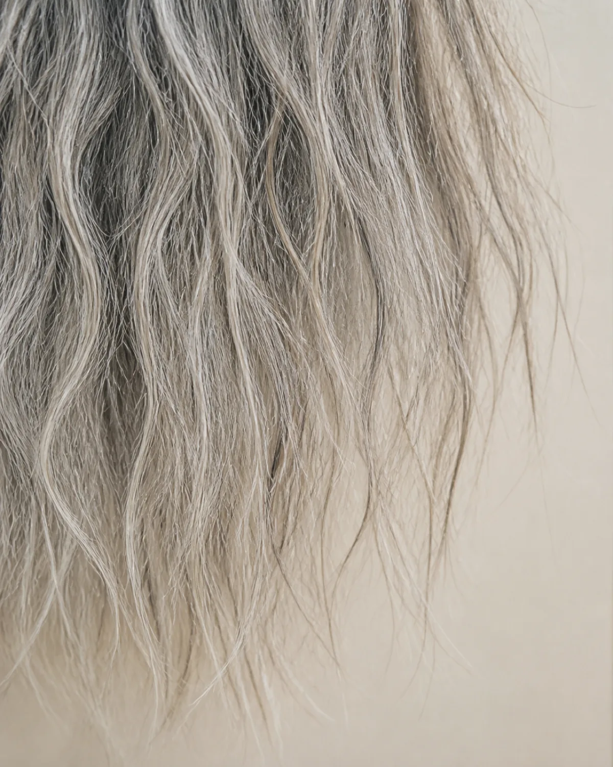 Close-up of silver-white hair ends showing mixed wiry and straight texture, cream background